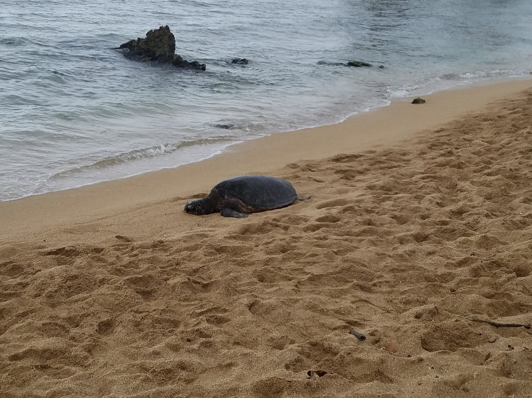冲浪车-火奴鲁鲁必去景点