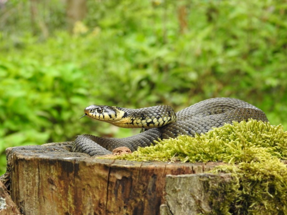 Viva la Veluwe Bed & Breakfast主图