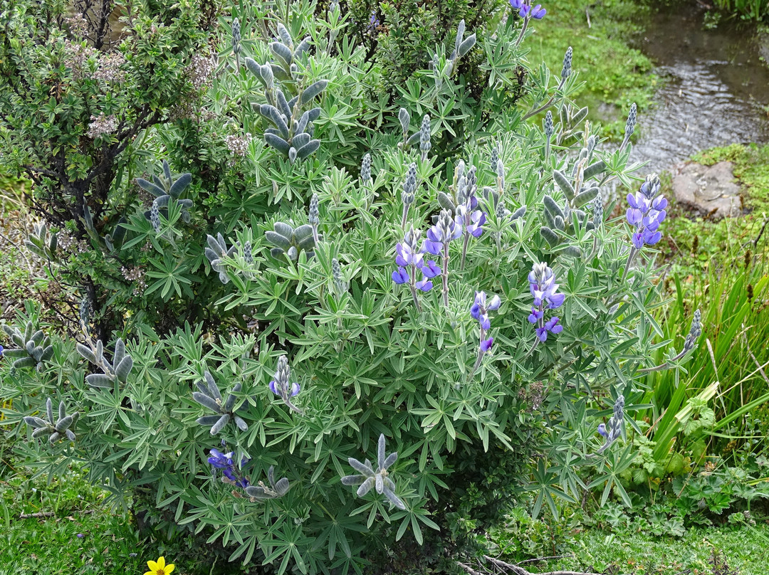 Area Nacional de Recreacion El Boliche-拉塔昆加必去景点