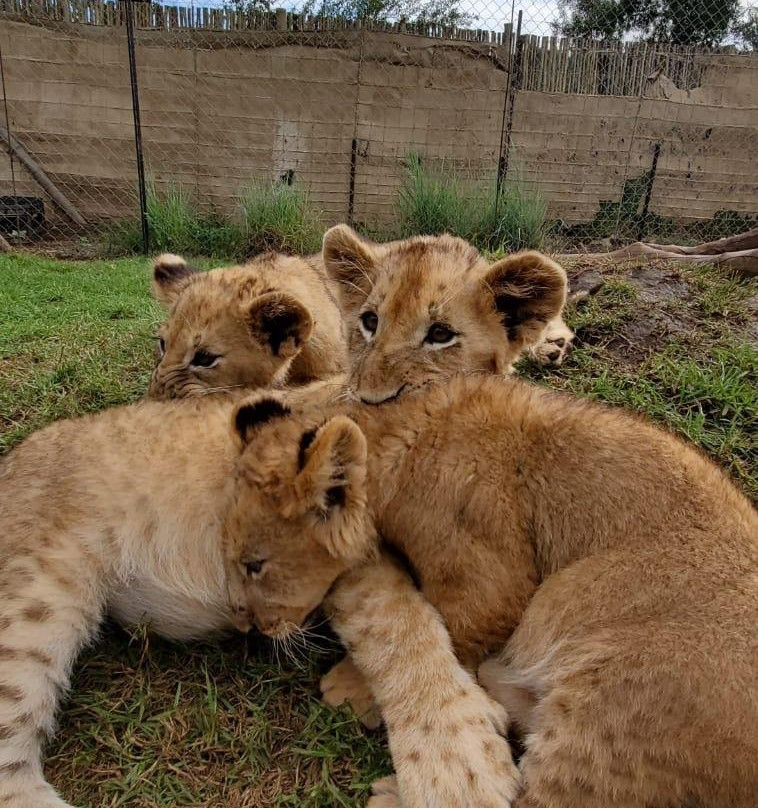 Virgio Tours-约翰内斯堡必去景点