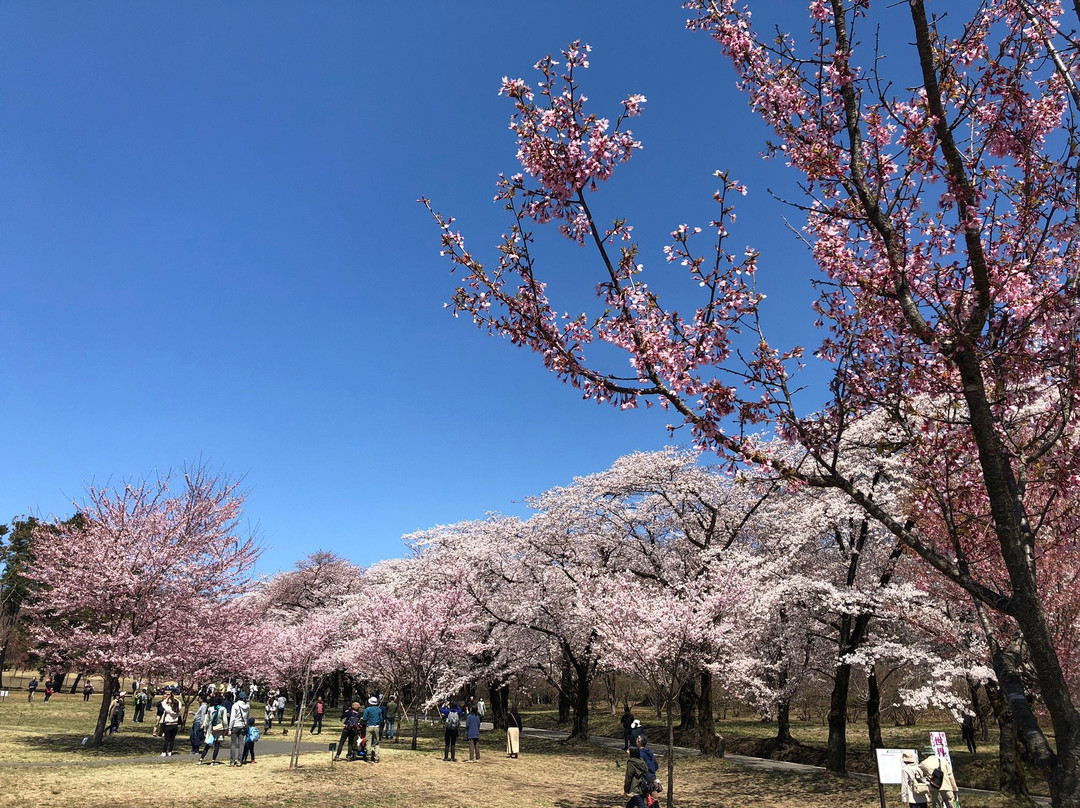 前桥县旅游景点-Akaginammen  Senbonzakura