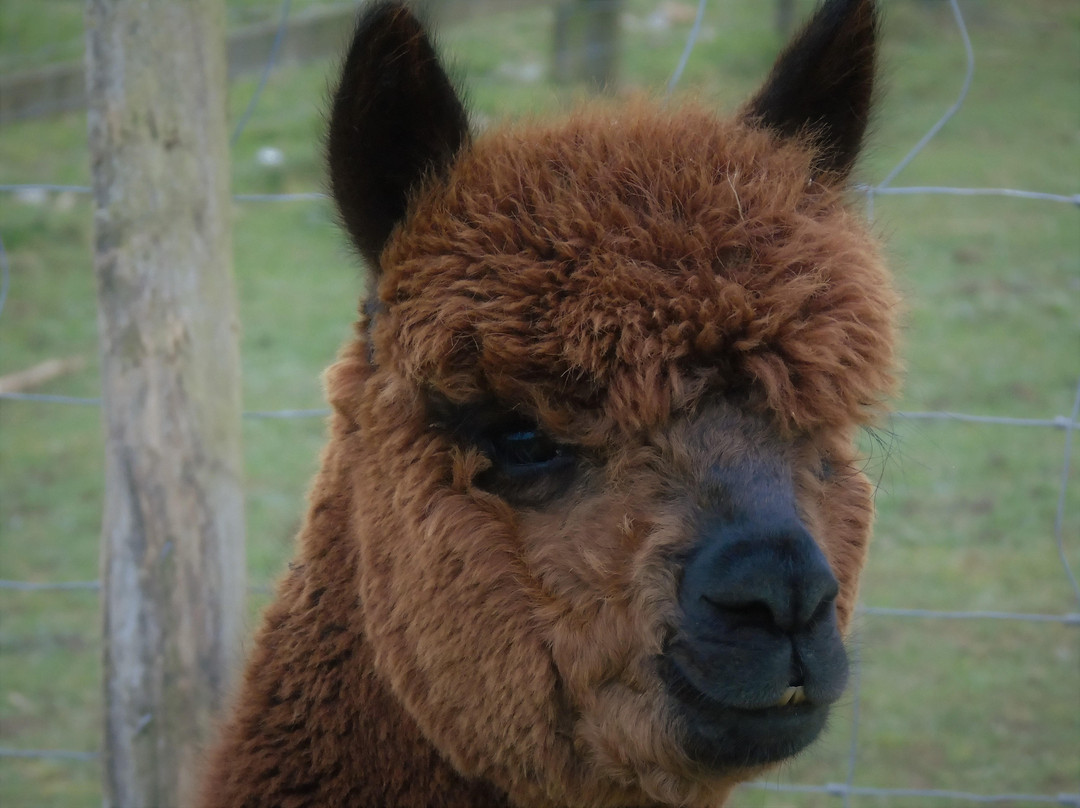 Portland Alpaca Trekking景点图片