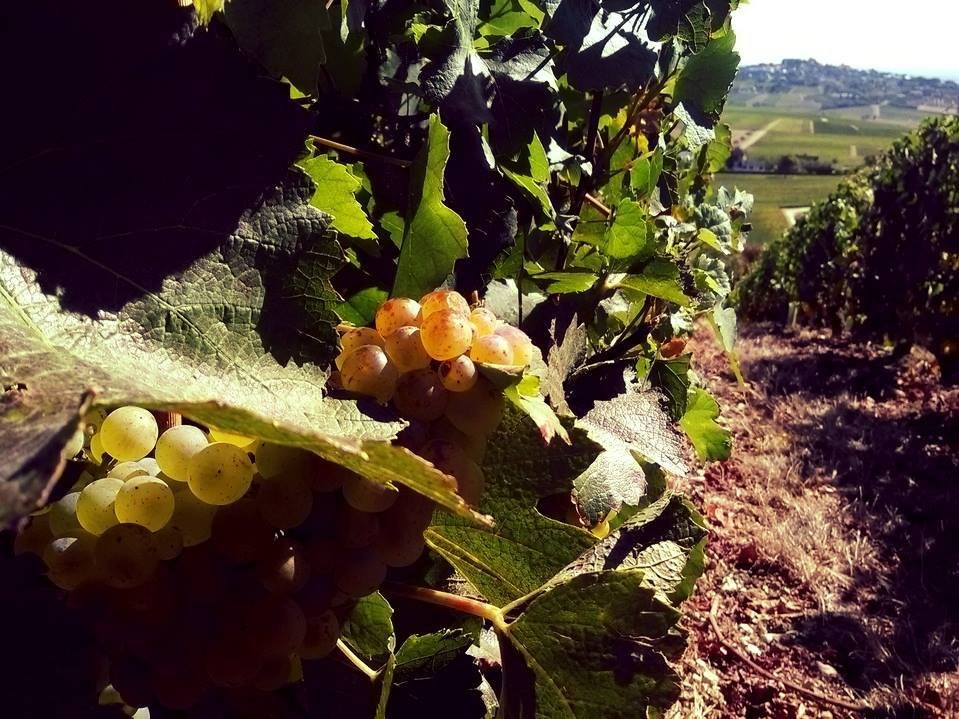 Sancerre Roger Neveu-Verdigny必去景点