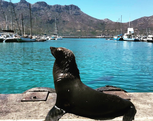 Cape Ability Tours-开普敦中心区必去景点