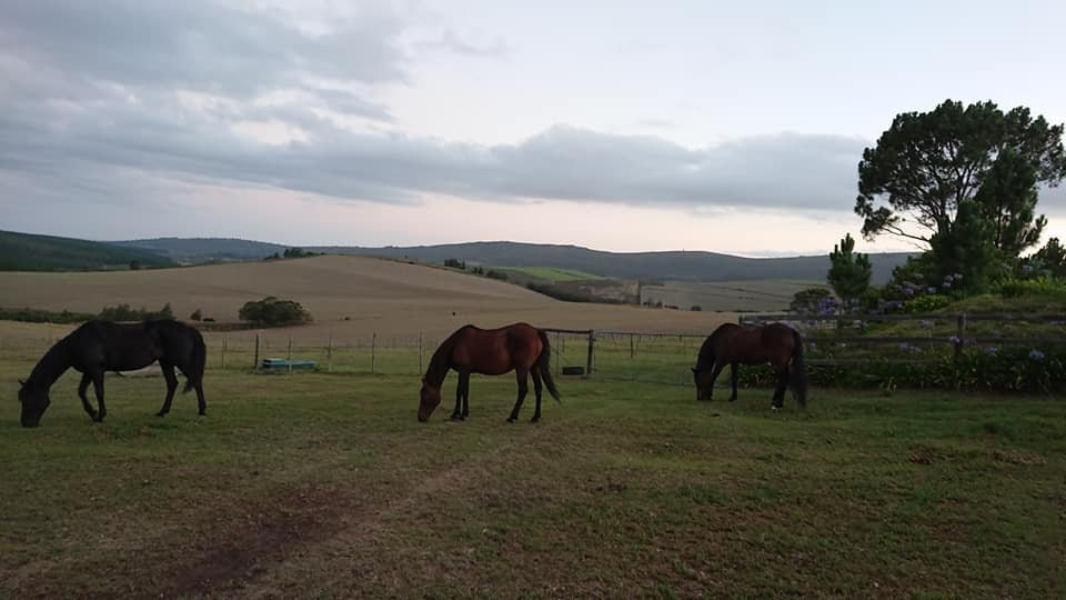 Oudebosch Mountain Lodge主图