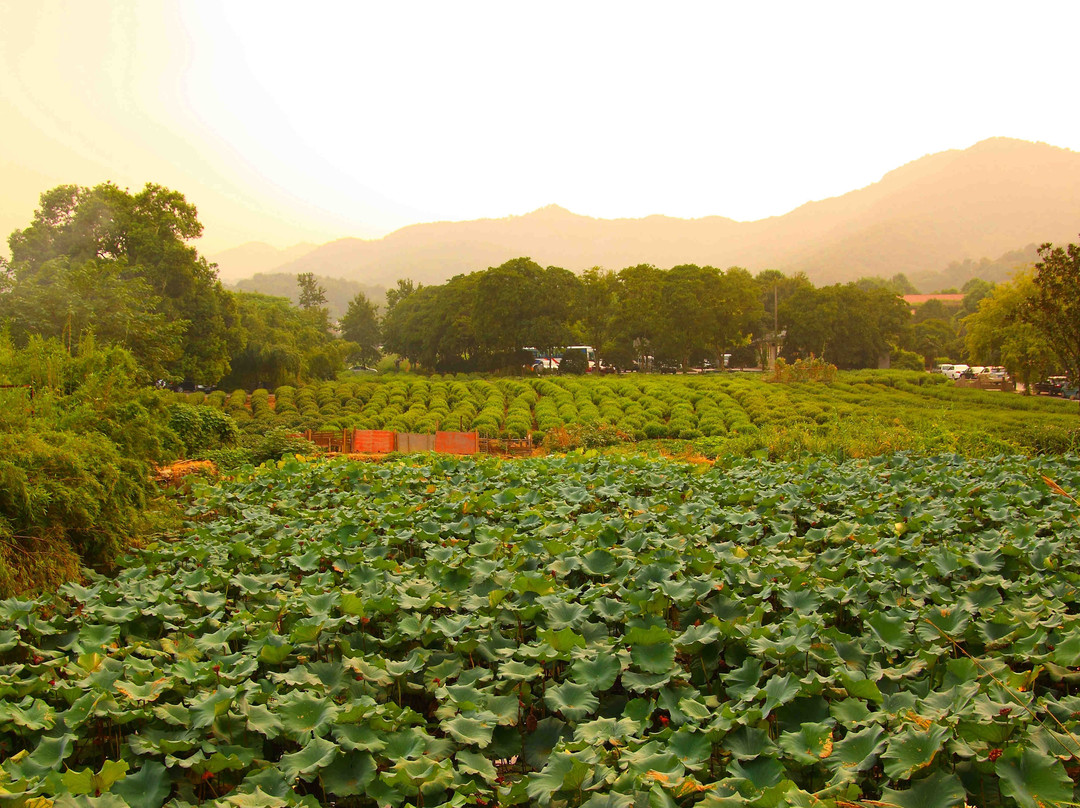 游遍杭州-杭州市必去景点