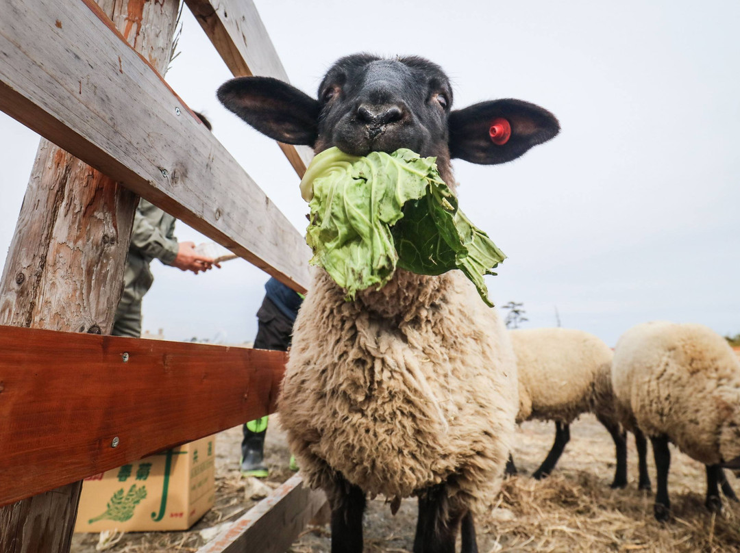 Iwanuma Sheep Village-岩沼市必去景点