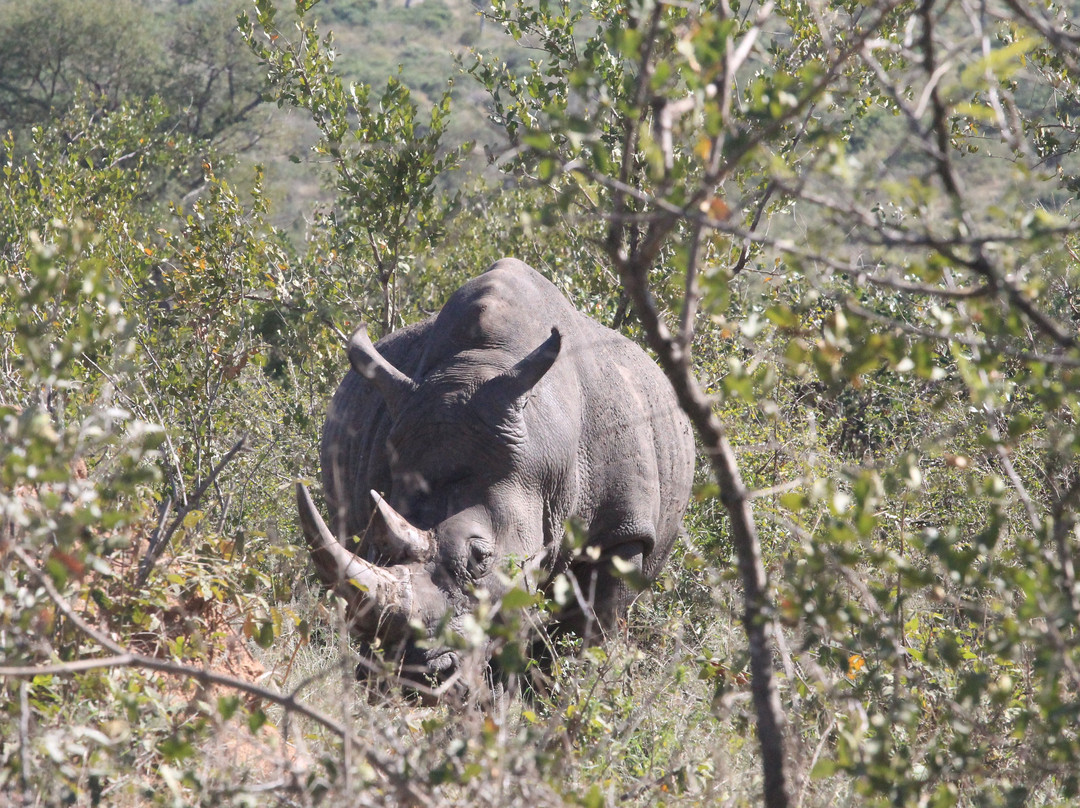 Moving On African Grounds-雾观必去景点