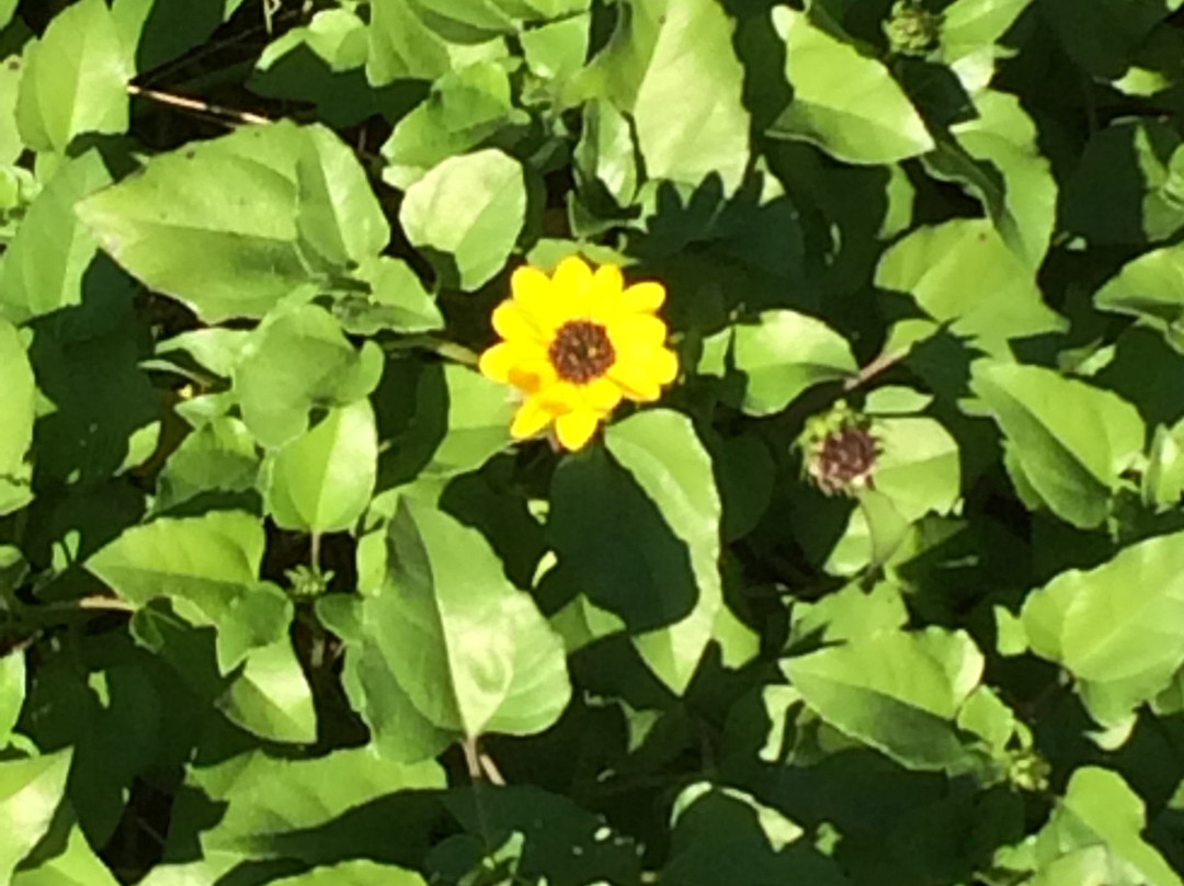 Michael Crotty Bicentennial Park-奥蒙德海滩必去景点