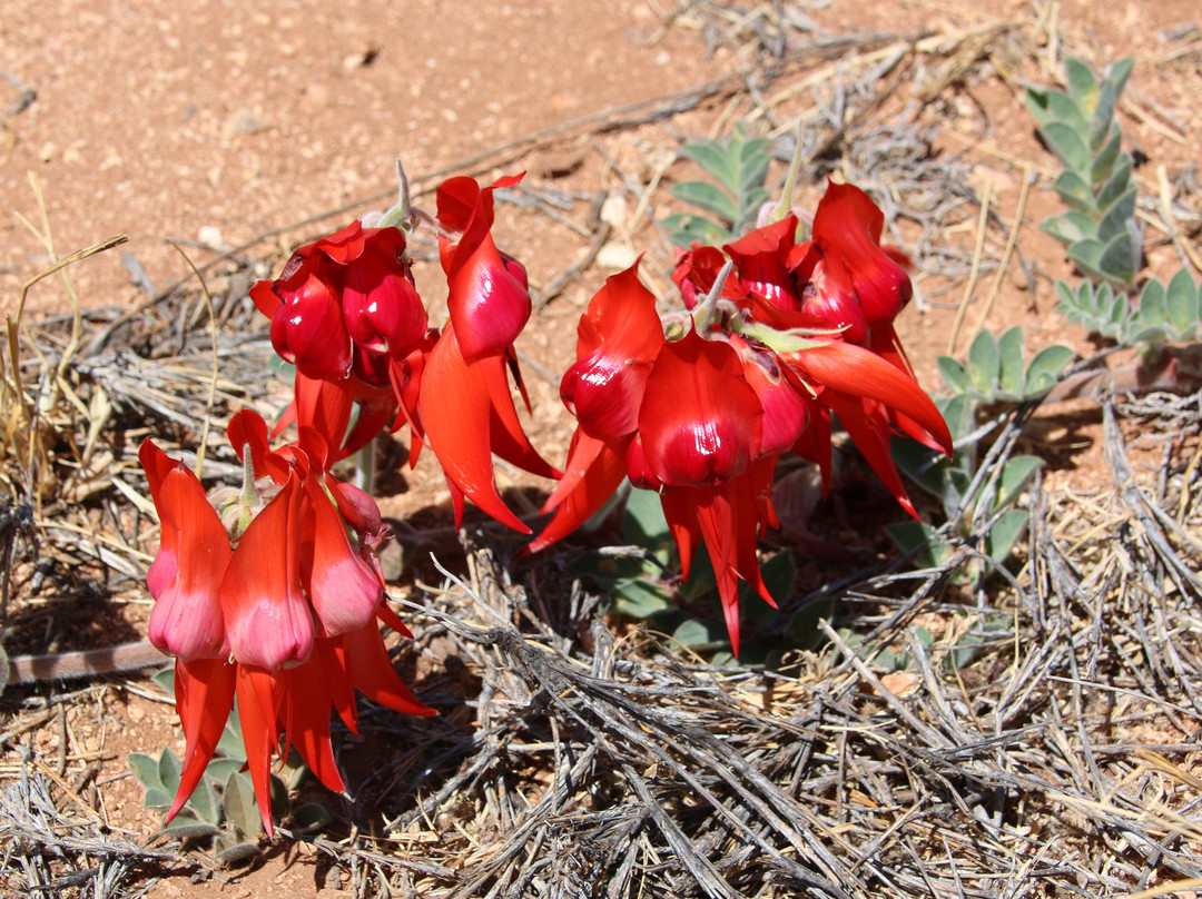 Ningaloo Coast World Heritage Area景点图片