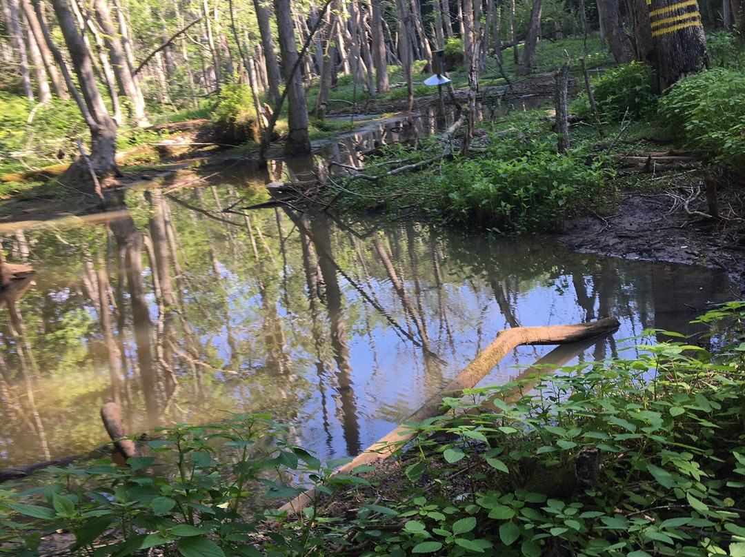 American Chestnut Land Trust景点图片