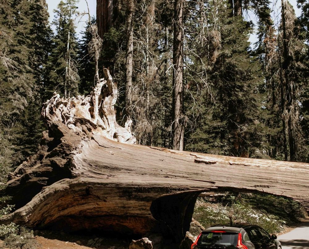 Sequoia Park景点图片