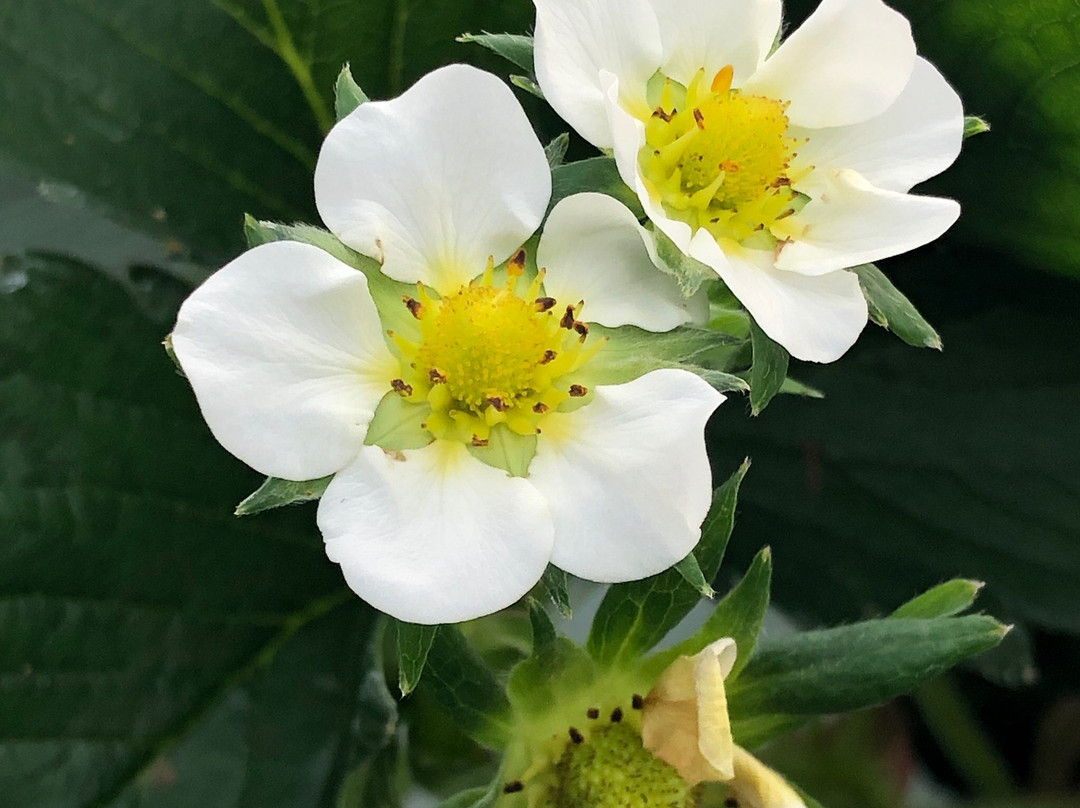 Yangsu-ri Strawberry Farm Experience-杨平郡必去景点