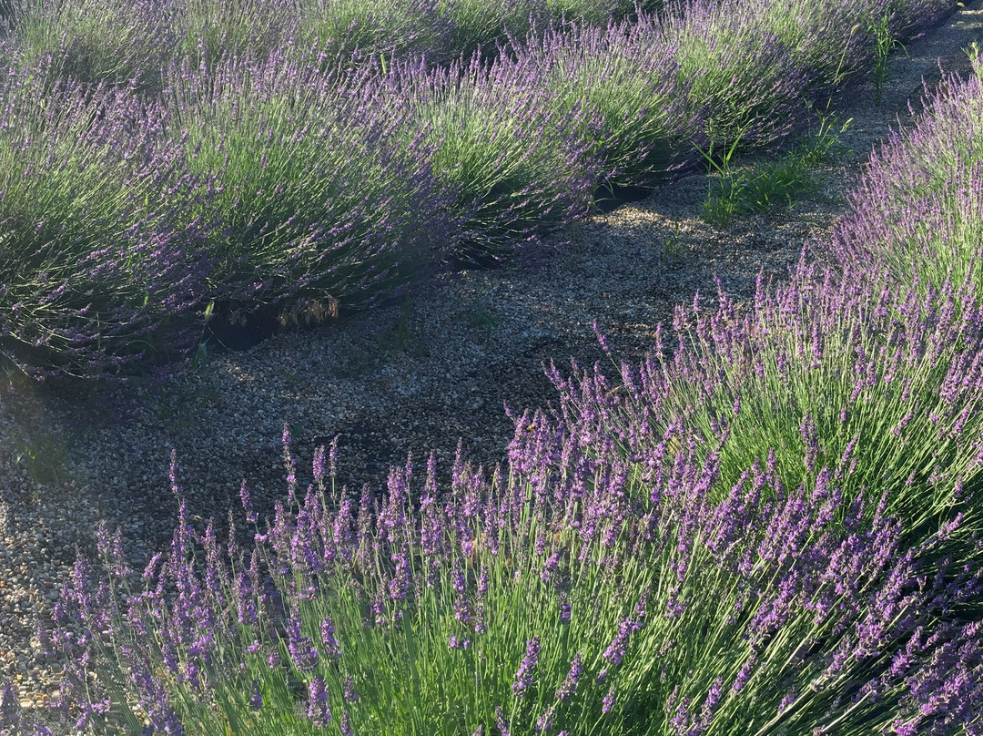 Shades of Lavender Farm景点图片