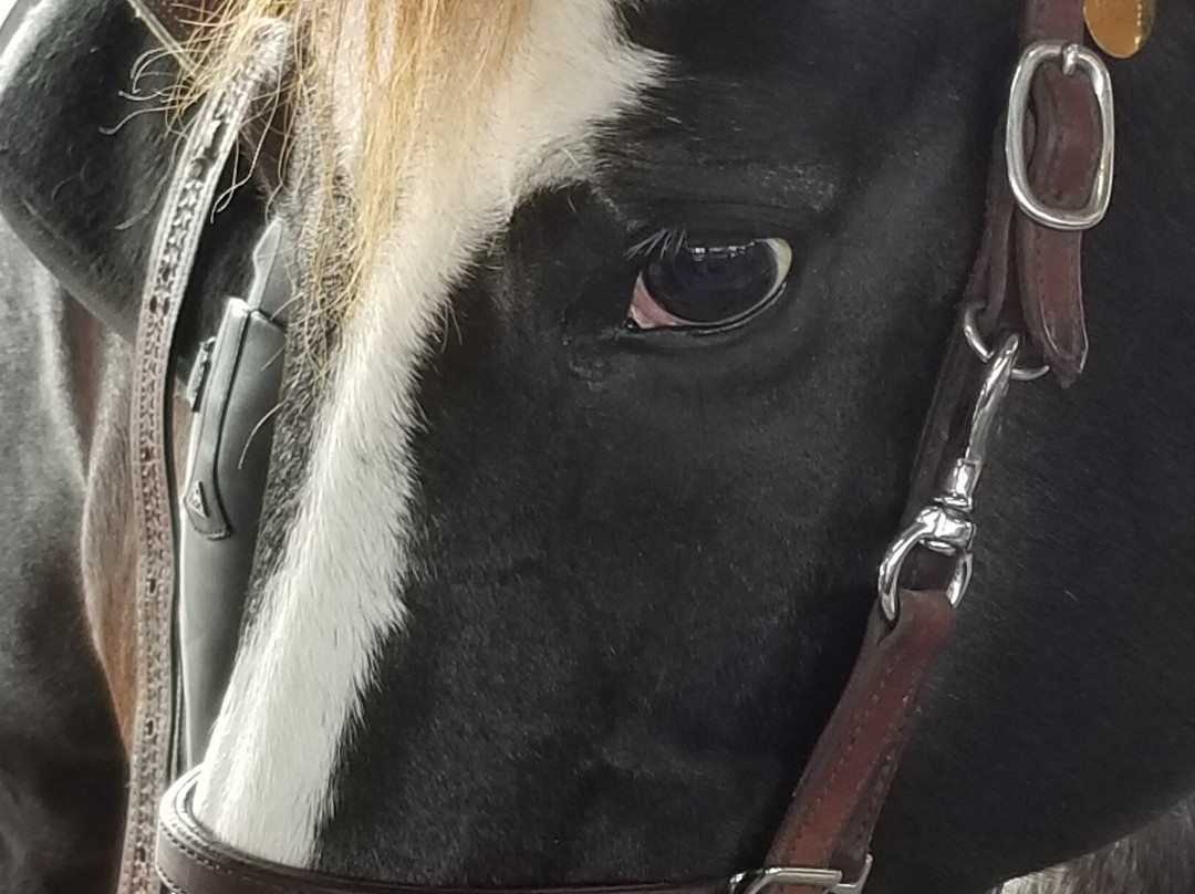 Webster Westside Flea Market-Webster必去景点