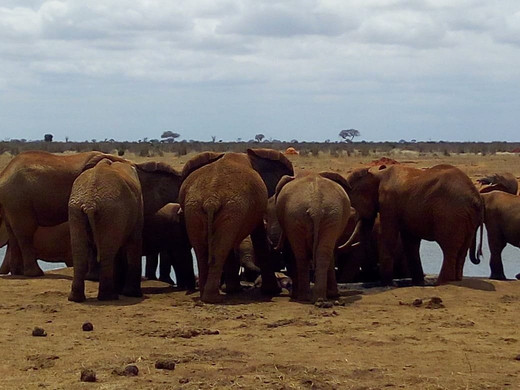 Kenya Watamu Safari-瓦塔木必去景点