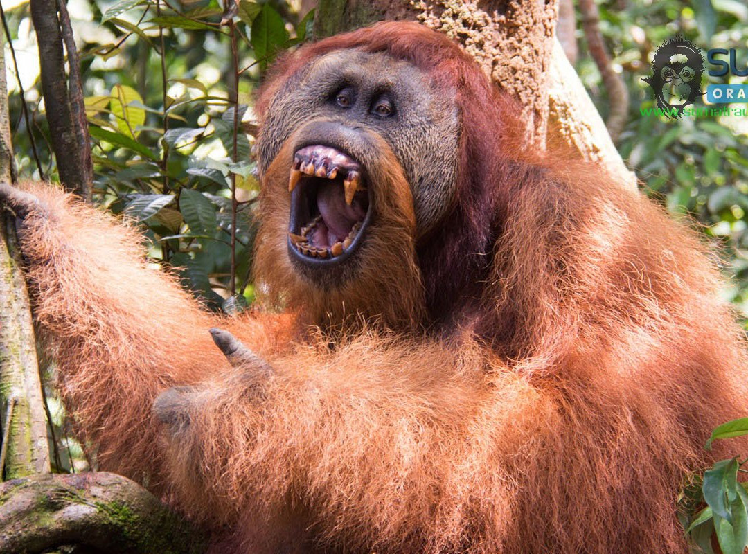 Sumatra Orangutan Tour-棉兰必去景点