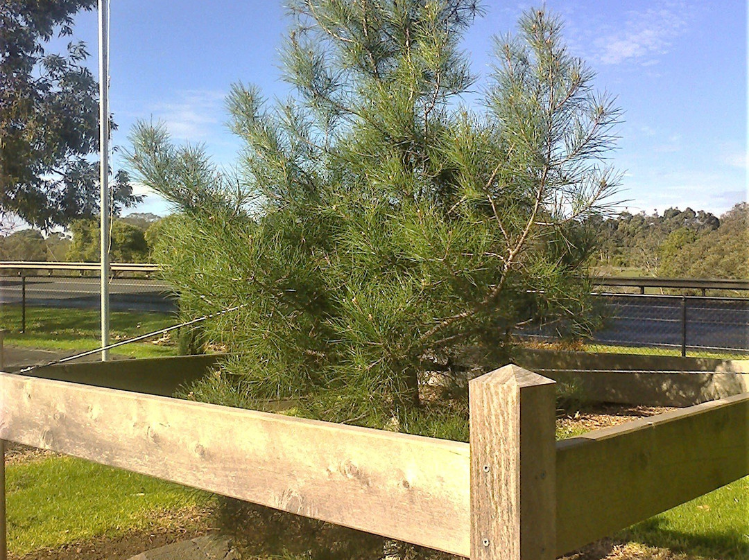 Ash Wednesday Memorial-Panmure必去景点