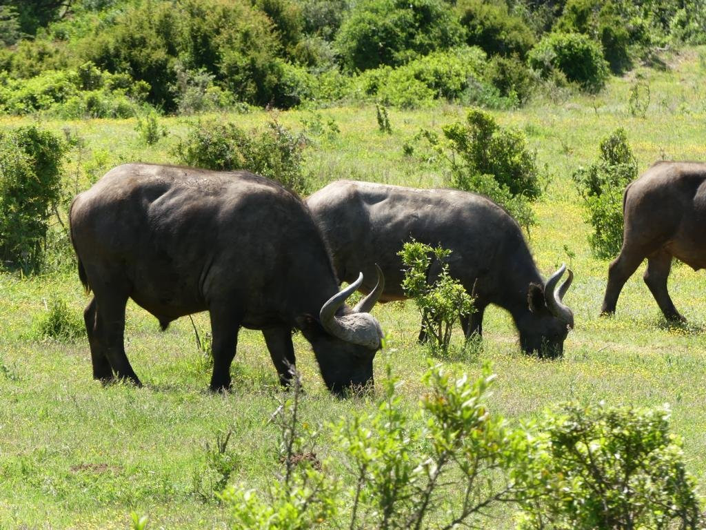 阿多大象国家公园景点图片