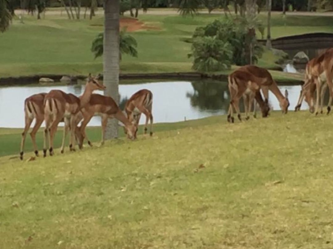 Zimbali Golf Course-德班必去景点