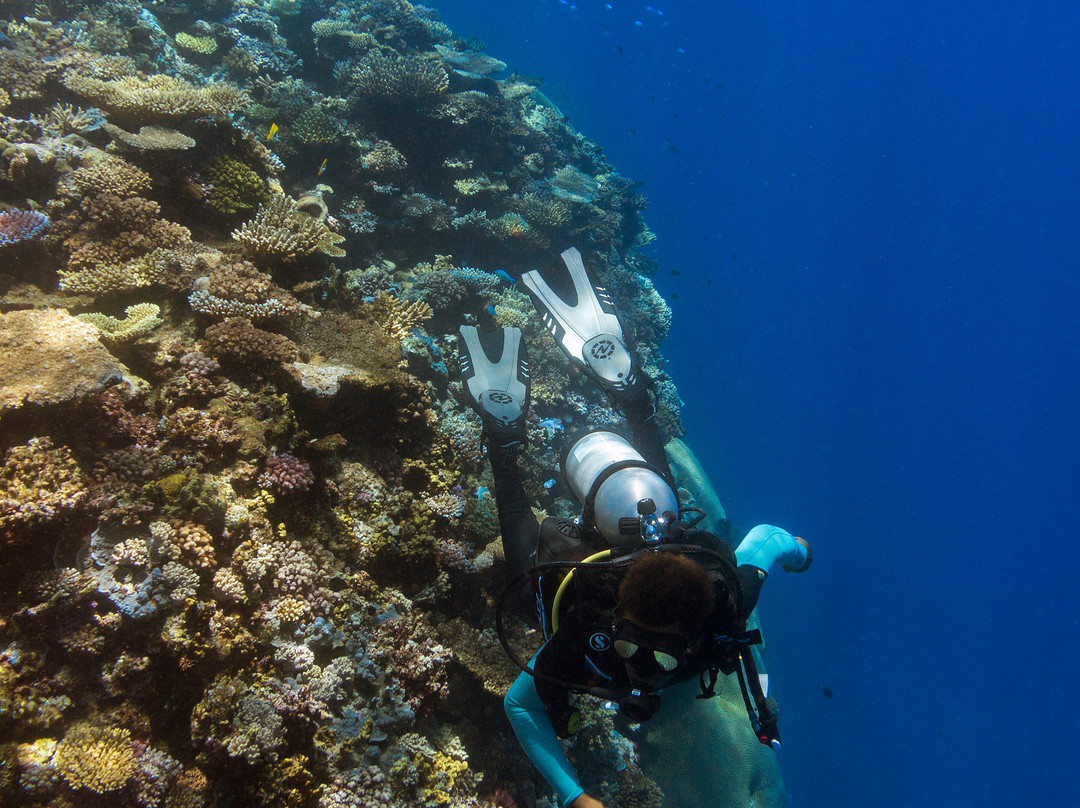 Dive Fiji景点图片