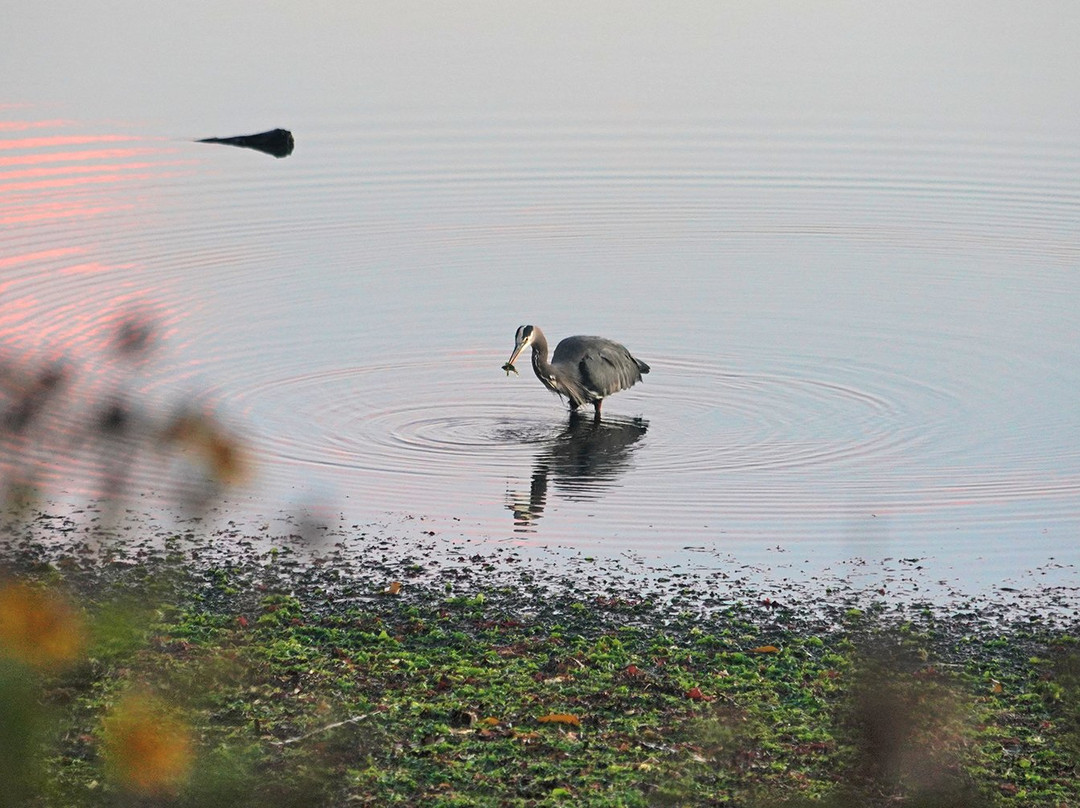 Bella's Beachfront B&B主图