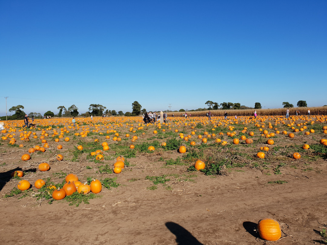 Undley Pumpkin Patch & Maize Maze景点图片