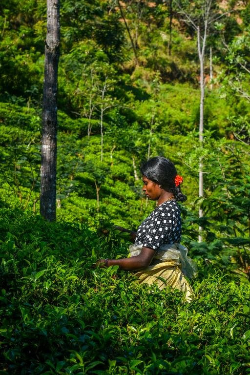 MF Estate Holiday Bungalow主图