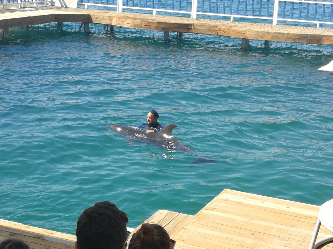 Bodrum Dolphin Park景点图片