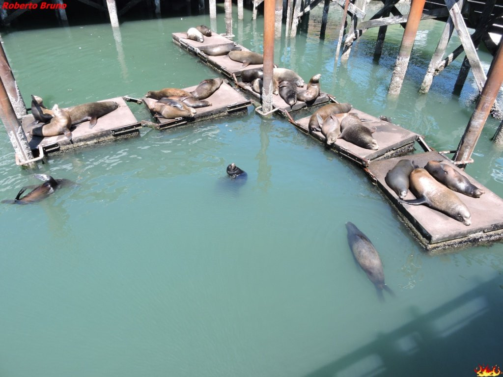 Newport Bay Fishing Pier-纽波特必去景点