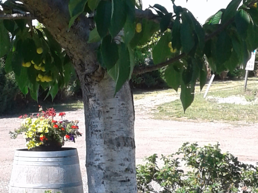 House of Rose Winery景点图片