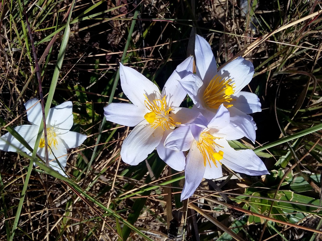 Vinhedo Girassol-Cocalzinho de Goias必去景点