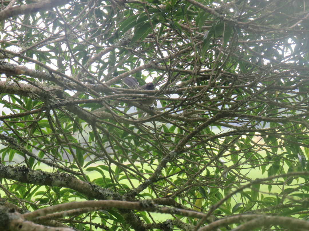 Pureora Forest Park景点图片