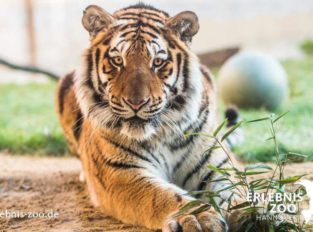 Erlebnis Zoo Hannover景点图片