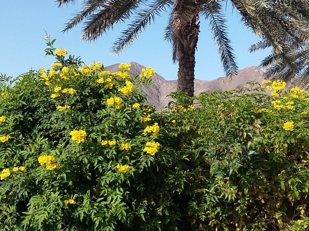 Mirage Hotel Al Aqah主图