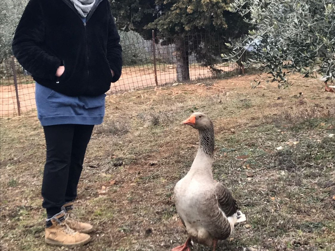 Agriturismo MaCoLe Fattoria主图