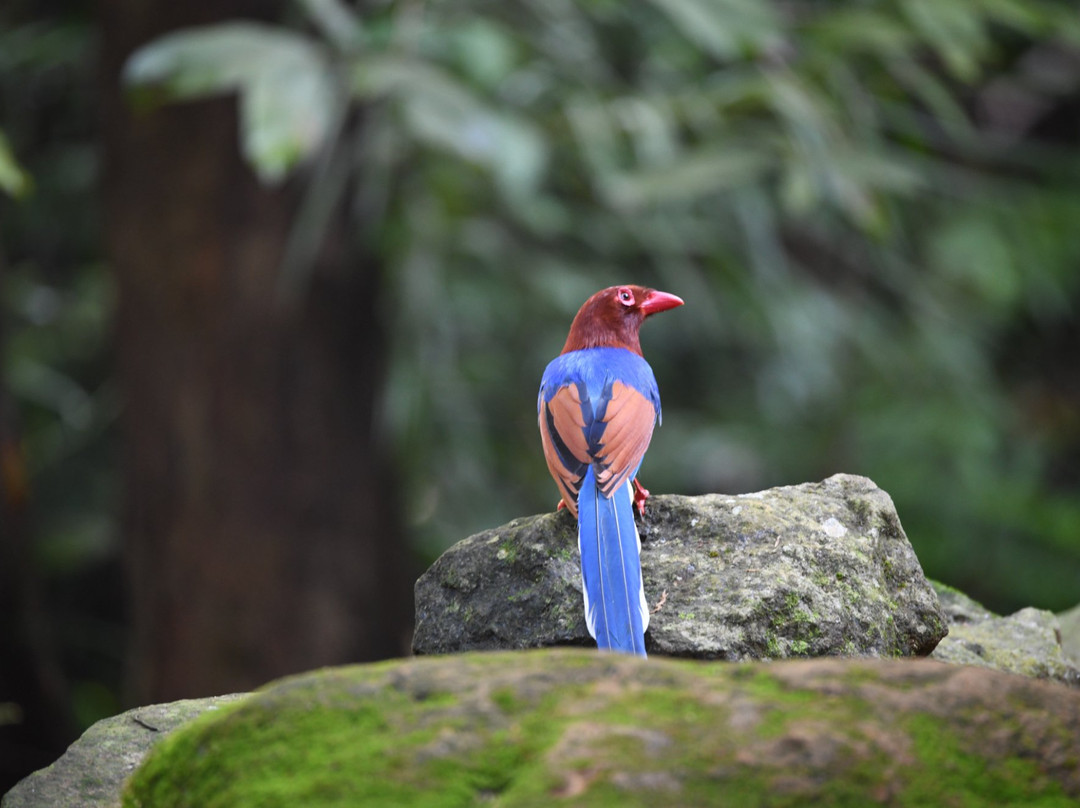 Birds Paradise Hotel主图