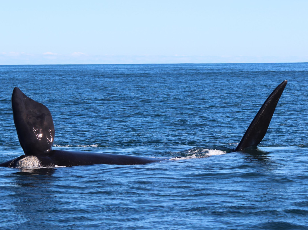 Sea Star Lodge主图