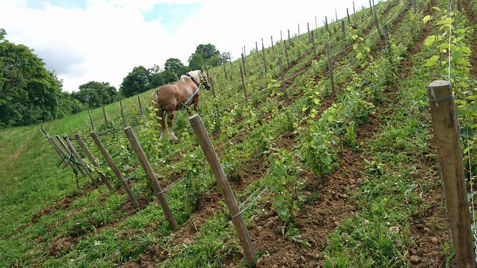 Domaine Vincent Carême景点图片