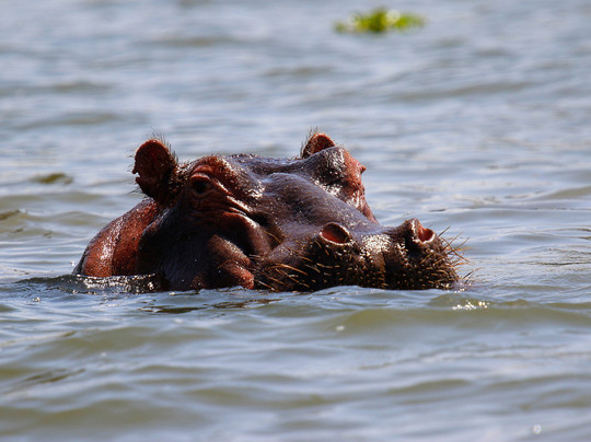 Book Direct Kenya Safaris-蒙巴萨必去景点