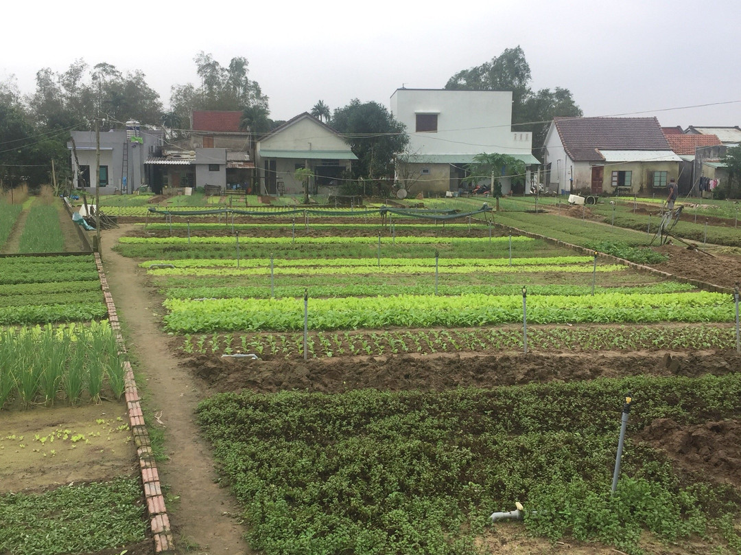 Sunrise Travel-岘港必去景点