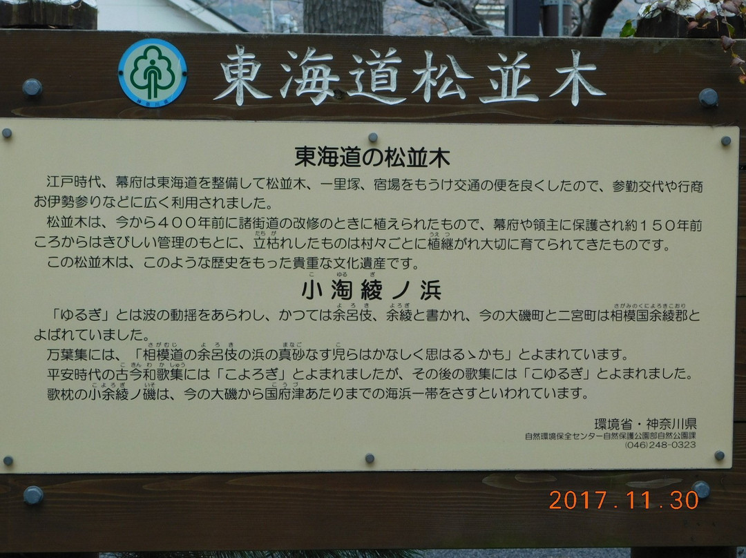 Pine Tree-lined Former Tokai Road-大矶町必去景点