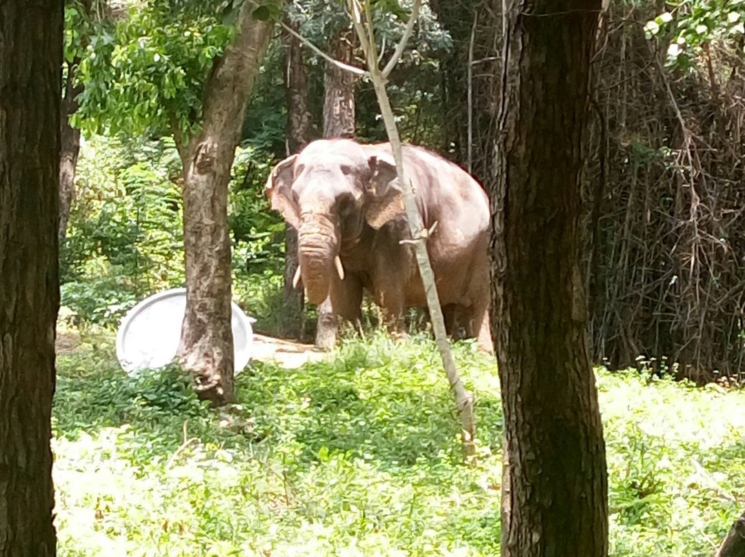 Kurumpapatti Zoological Park景点图片