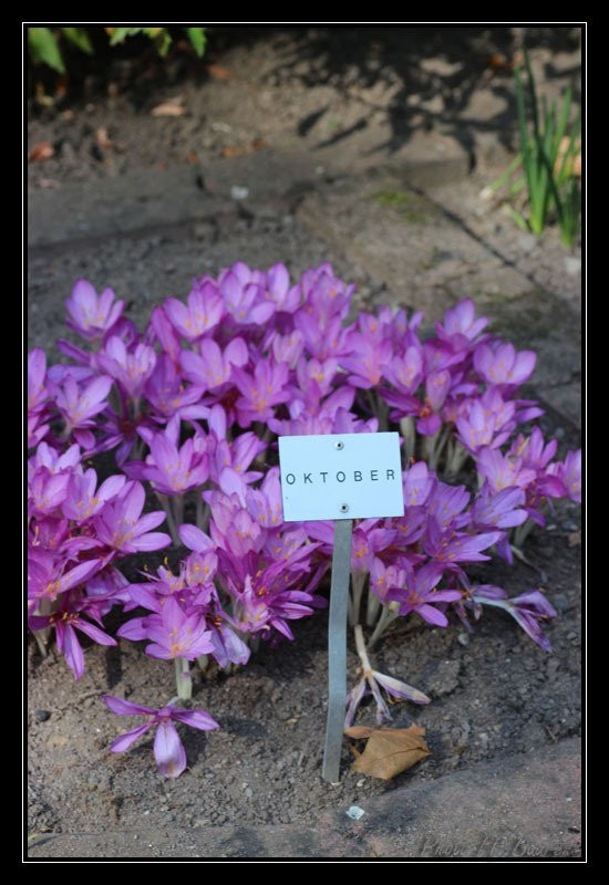 Botanischer Garten Giessen-吉森必去景点