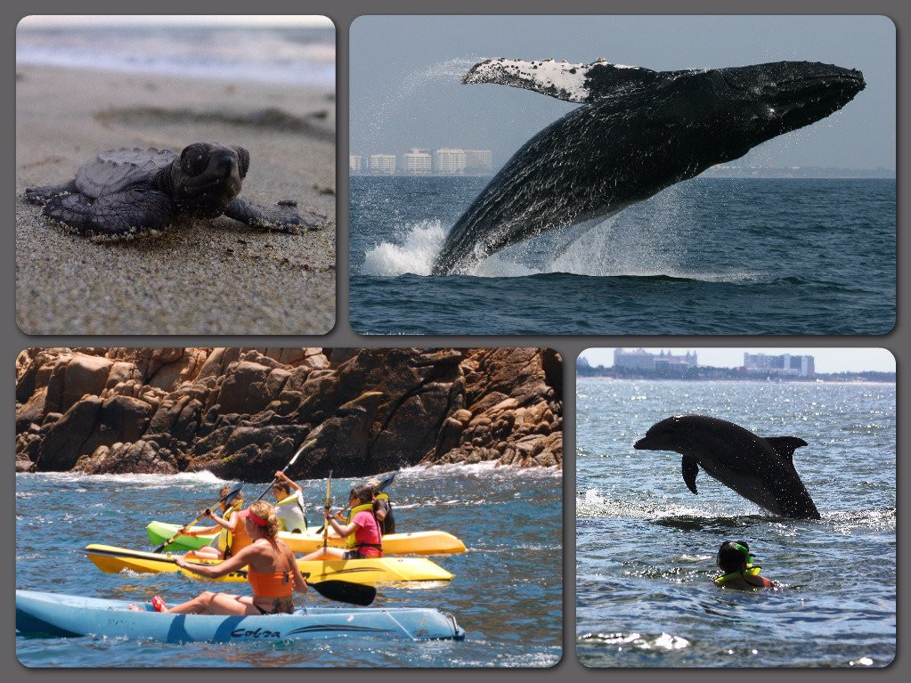 Ecotours Vallarta-瓦拉塔港必去景点