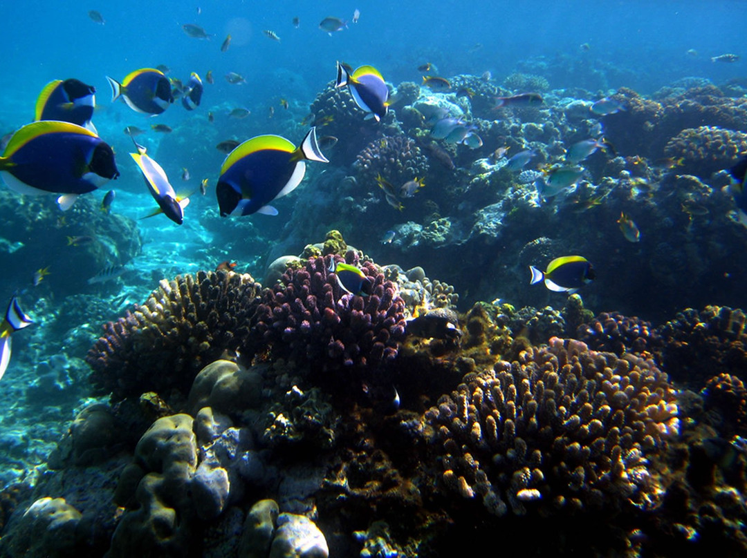 Mombasa Marine National Park景点图片