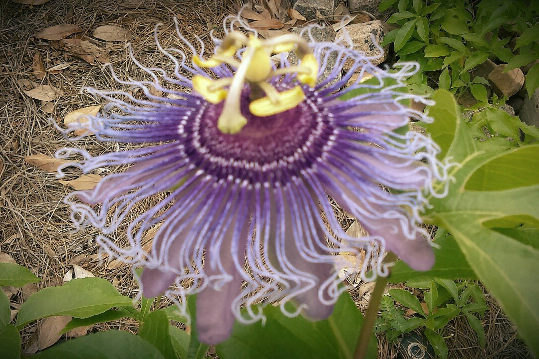 W.H. Stark House-奥兰治必去景点