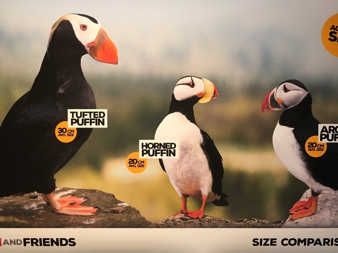 Puffin and Friends-Saudarkrokur必去景点