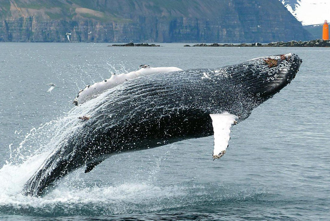 Whale Watching Hauganes景点图片