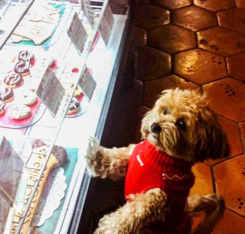 Three Dog Bakery-阿什维尔必去景点